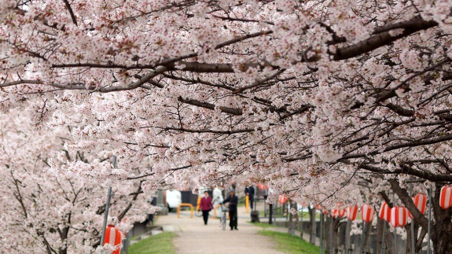 FLORAISON DES CERISIERS (SAKURA) AU JAPON – PRINTEMPS 2018